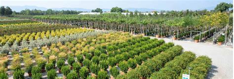 Italian Plants – Four Oaks Nursery