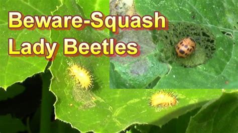 Identify And Control The Squash Lady Beetle Without Chemicals Before It