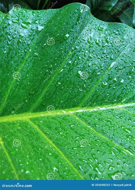 rain water splashes taro leaves stock image image  petal plant