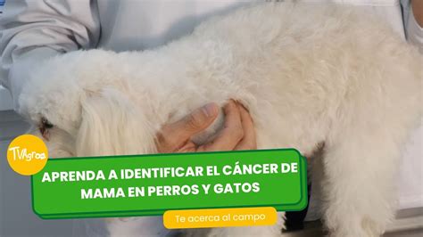 Aprenda a identificar el cáncer de mama en perros y gatos TvAgro por