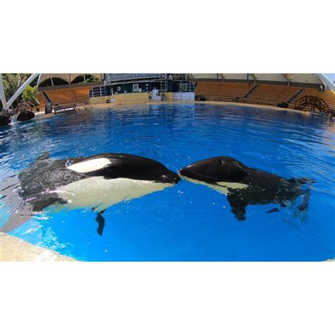 Loro Parque commemorates the 10th anniversary of the rescue of the orca ...