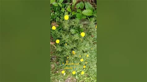 Beautiful Marigold In My Garden 🏵️🏵️🏵️🏵️🏵️ Youtube