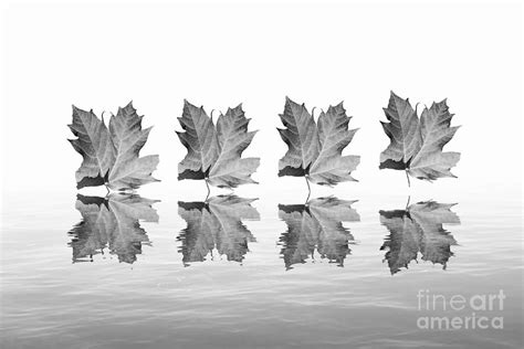 Autumn leaves in black and white Photograph by Olga Rubio Manzano | Pixels