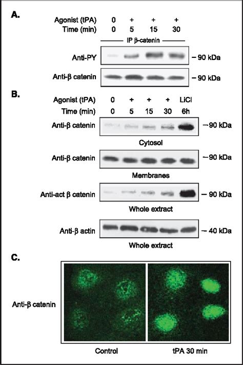 Figure From Activation Of The Beta Catenin T Cell Specific