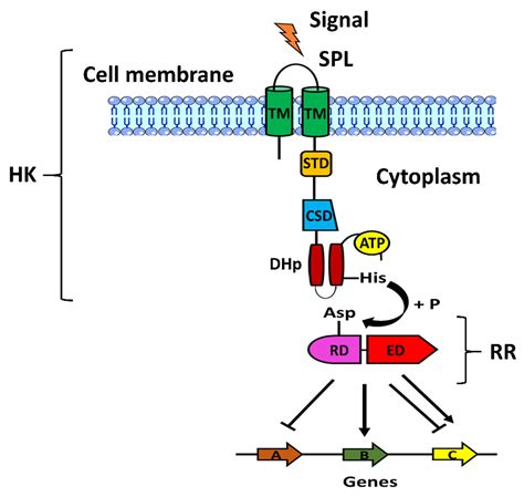 Pathogens Free Full Text In Vivo Role Of Two Component Regulatory Systems In Models Of