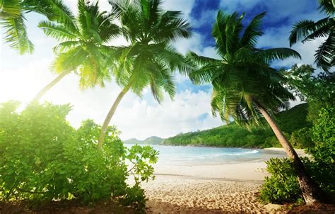 Wallpaper Sand Sea Beach Summer Palm Trees Summer Beach Sea