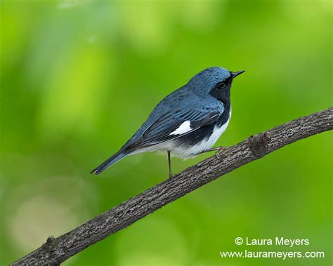 Black-throated Blue Warbler Tagged Photos - Laura Meyers Photograpy