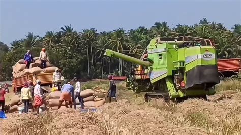 Paddy Harvesting In Kerala Ponnani Thrissur Kole നമ്മൾ കൊയ്യും