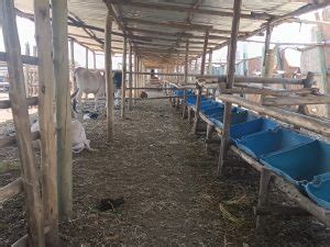 Kajiado Farmers Turn To Feedlots For Profits In Livestock Keeping