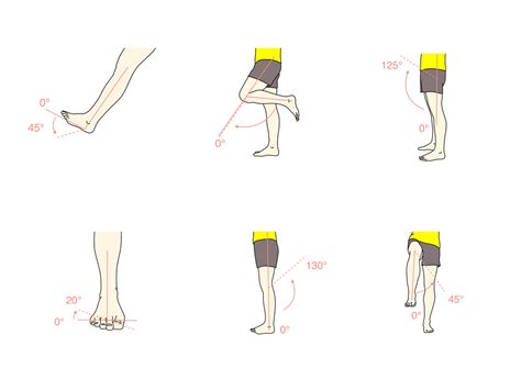 下肢の関節の関節可動域（ROM）と働く筋肉のまとめ