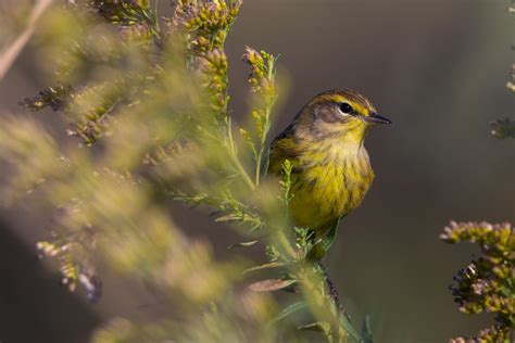Palm Warbler | Audubon Field Guide