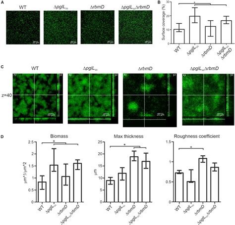 Frontiers A Broad Spectrum Protein Glycosylation System Influences