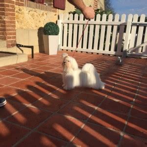 Chiens Bichons Maltais Vendre Bichon Toy Vendre Elevage Bichon