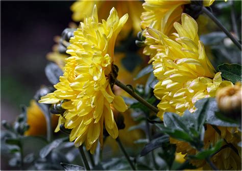 Chrysanthemum indicum - Изображение особи - Плантариум