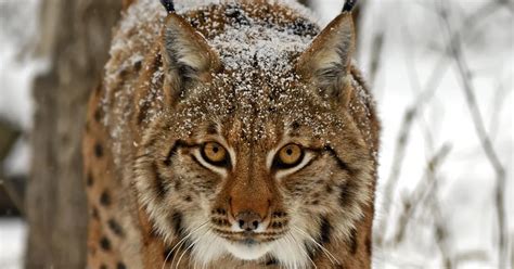 tarvo valker kellele  vaja ilvesejahti