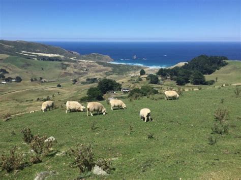 dunedin city otago peninsula albatross guided