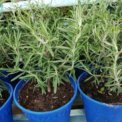 Ingin Pokok Rosemary Tumbuh Subur Dengan Mudah Siram Dengan Banyak Air