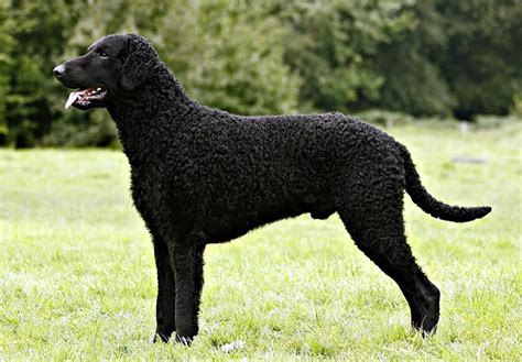 Curly-Coated Retriever Dog Breed – Origin, Behavior, Trainability ...