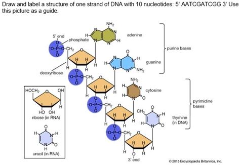 Solved Draw And Label The Structure Of One Strand Of Dna With