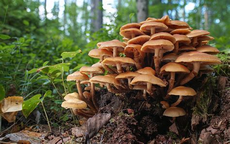 Photo Kuehneromyces Mutabilis Nature Forests Tree Stump X