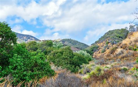 chaparral biome chaparral biome climate plants  wildlife