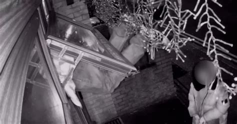 Coventry Cctv Captures Moment Clumsy Burglar Gets Stuck As Owner Says