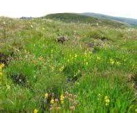 Slieve Bloom Mountains Nature Reserve | National Parks & Wildlife Service