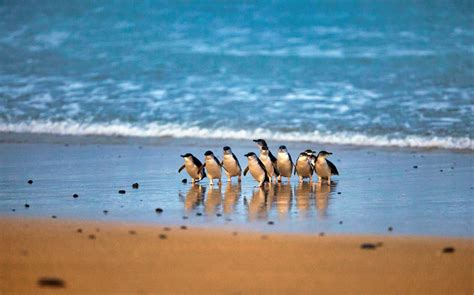 Phillip Island Nature Park Tips | Top 11 Tips Everyone Should Know