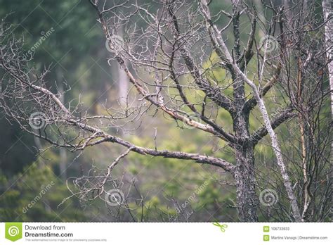 Naked Tree Branches Against Dark Background Vintage Film Look Stock Image Image Of Healthy