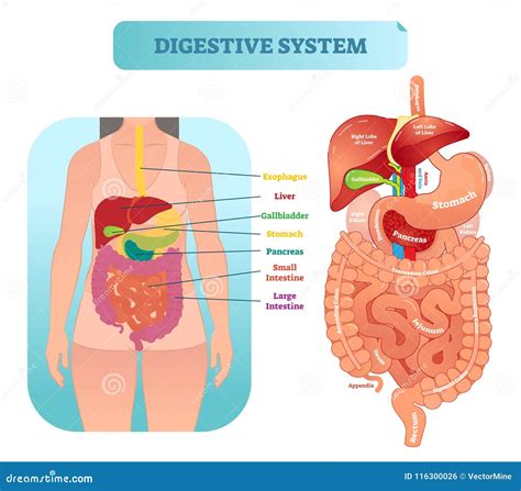 Diagrama Anatómico Humano Del Ejemplo Del Vector Del Sistema Digestivo Con Los órganos Internos