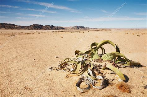 Welwitschia Mirabilis in Namib Desert — Stock Photo © muha04 #1611095