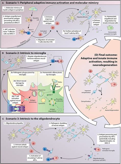 Pathogenesis Of Multiple Sclerosis