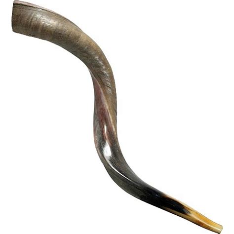 Half Polished Yemenite Shofar - Judaica Mall