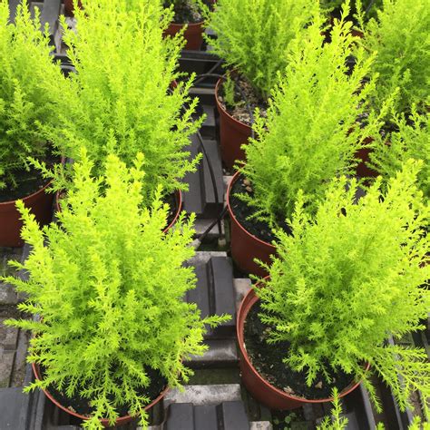 Lemon Cypress Lemon Cypress Ohio River Outdoor Plants Outdoor Life