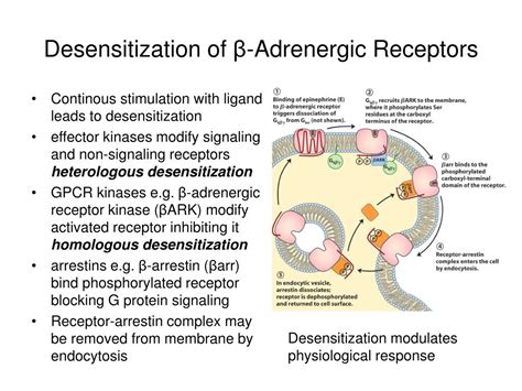 Ppt Biosignaling Powerpoint Presentation Id405720