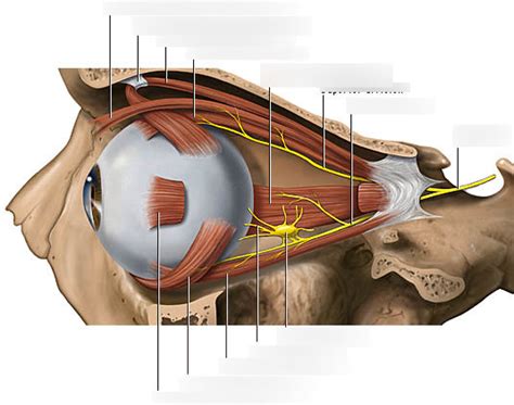 eye muscles Diagram | Quizlet