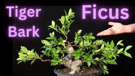 Tiger Bark Ficus Bonsai Ficus Microcarpa Youtube