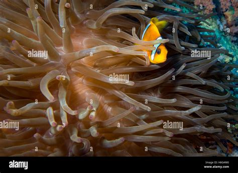 Anemone Clown Fish Stock Photo - Alamy