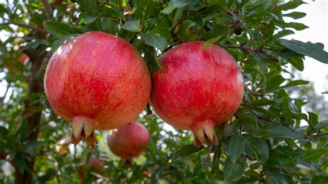 Granatapfel Im Garten Pflanzen So Einfach Gehts Genialetricks