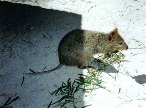 Perth Rottnest Quoka Rottnest Island Australia Home