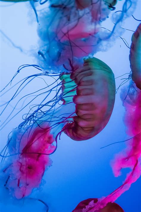 Multicolored Jelly Fish Hd Phone Wallpaper Peakpx