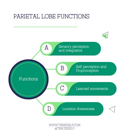 The Parietal Lobe Function Facts And Impact Of A Tbi — Tbi Medslp