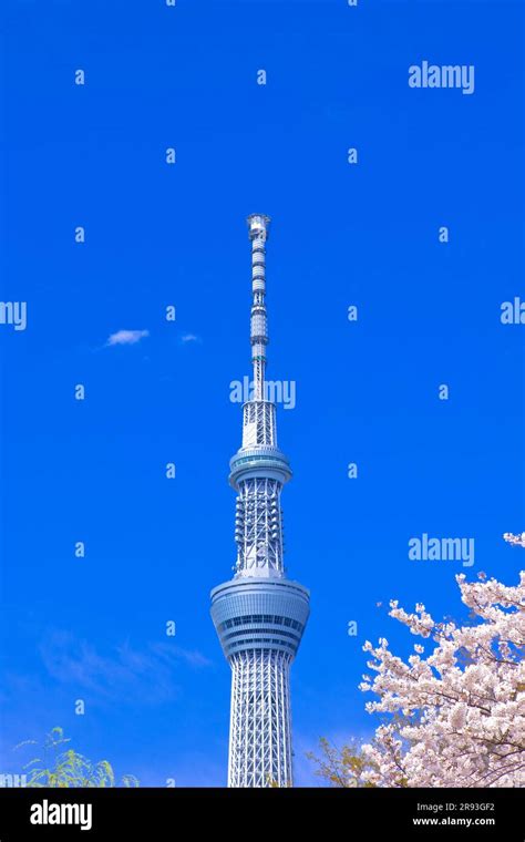 Tokyo Sky Tree And Cherry Tree Stock Photo Alamy