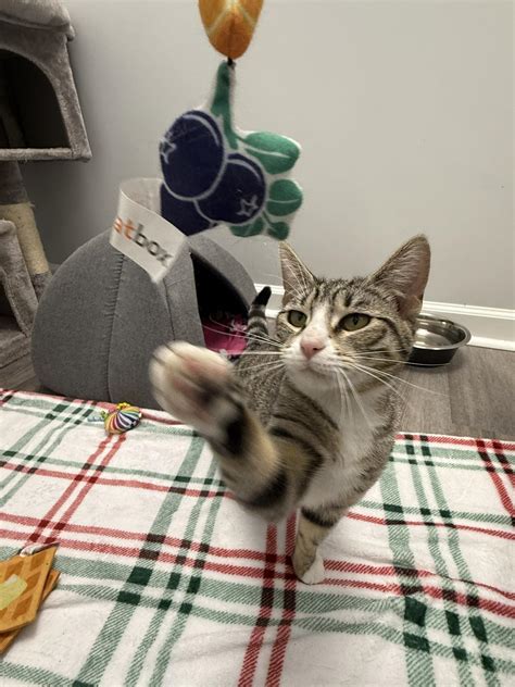 Town Of Saugerties Animal Shelter - *Sadie* Shy but sweet once she