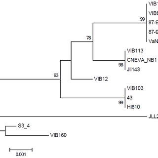 Maximum Likelihood Phylogram Based On A Bp Concatamer Of S Rrna