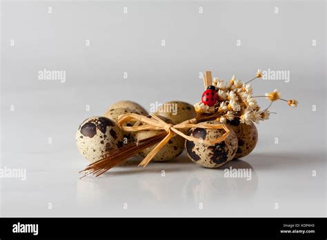 Partridge eggs Stock Photo - Alamy