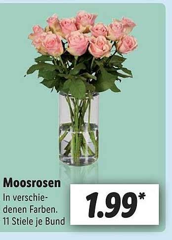 Moosrosen Aanbieding Bij Lidl Duitsland 1Folders Nl