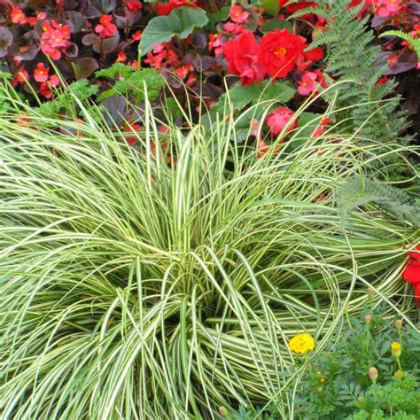 Carex Oshimensis Evergold Perennial Resource