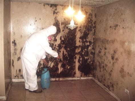 3 Signs Your Mold Removal Company Isn’t Doing it Right