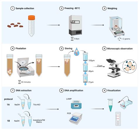 Pathogens Free Full Text Lamp Assay For The Detection Of